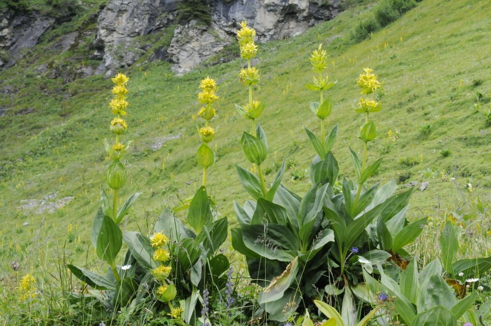 Sortie nature autour des plantes culinaires et médicinales_Peisey-Nancroix - © Google Images Sortie nature autour des plantes culinaires et médicinales_Peisey-Nancroix