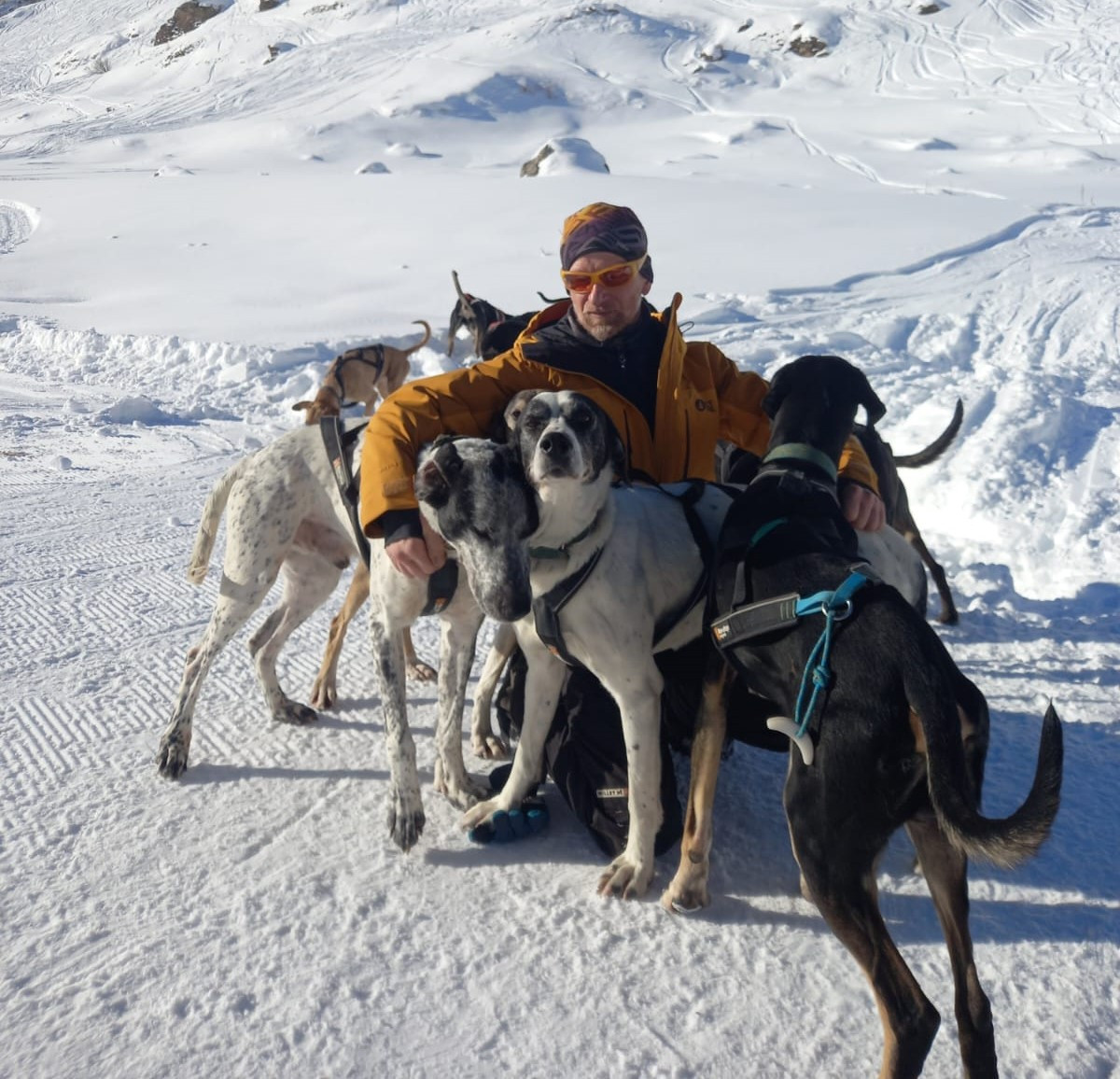 Bain de Chiens Bain de Chiens