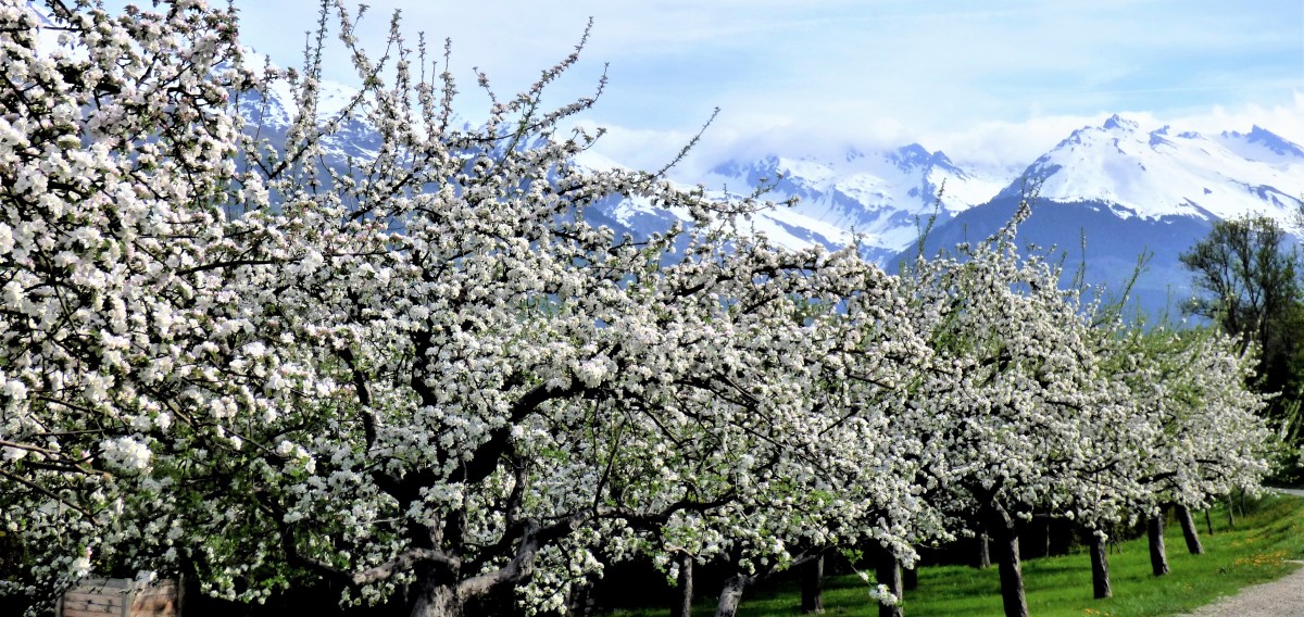 landry-pommiers-fleuris-avril-54056