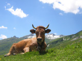 vache de race Tarine