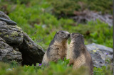 Marmottes