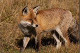 Renard