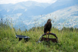 Nature & Cie : Natur'ailes_Peisey-Vallandry