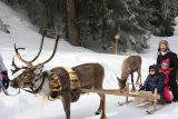 Reindeer sleigh ride_Peisey-Vallandry