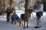 Reindeer sleigh ride_Peisey-Vallandry