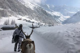 Reindeer sleigh ride_Peisey-Vallandry