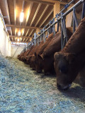 vaches_hiver.jpg