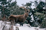 1pnv000863_pn_vanoise_bregeon_sebastien_2000px.jpg