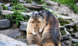 Marmottes