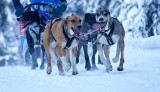 Balade traineau à chien_Peisey-Vallandry