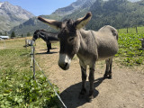 Donkey Ride at the Entrance to Vanoise National Park