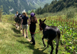Balade en âne aux portes du Parc de la Vanoise
