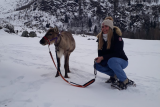 Daytime walk with the Grand Plan reindeer_Peisey-Vallandry