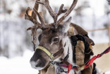 Weihnachtsmarkt in Vallandry_Peisey-Vallandry