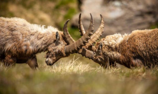 faune_06_0.jpg