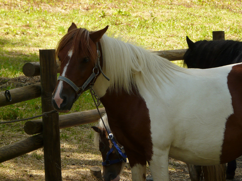 Centre Equestre Fer à cheval