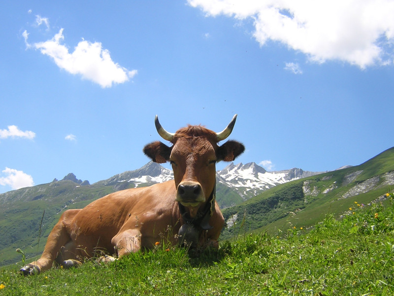 vache de race Tarine