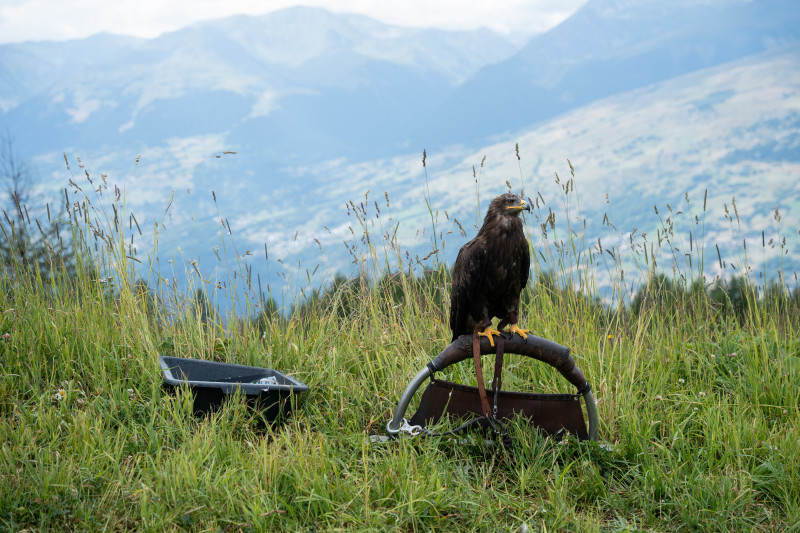 Nature & Cie : Natur'ailes_Peisey-Vallandry