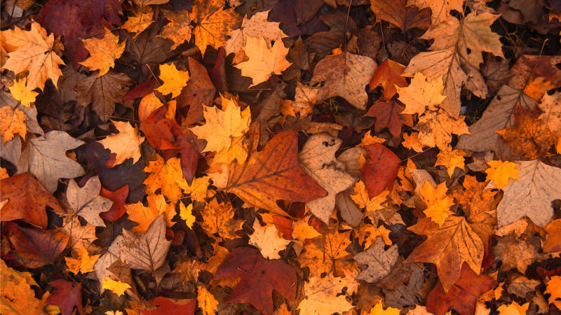 À la fête de l'automne_Peisey-Nancroix