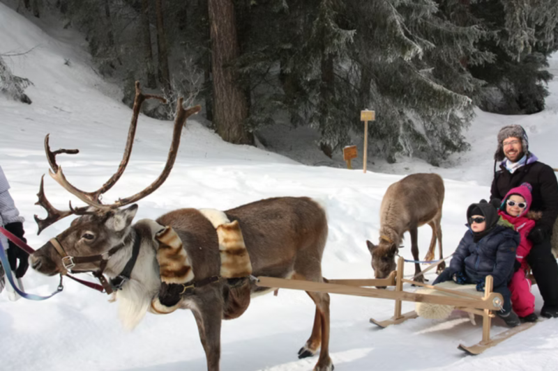Reindeer sleigh ride_Peisey-Vallandry
