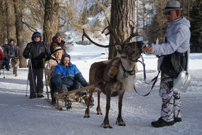 Reindeer sleigh ride_Peisey-Vallandry