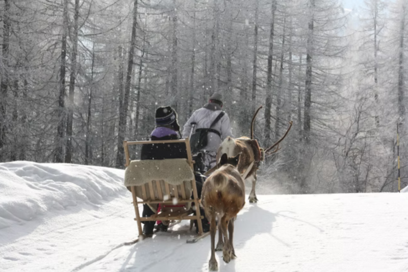 Reindeer sleigh ride_Peisey-Vallandry