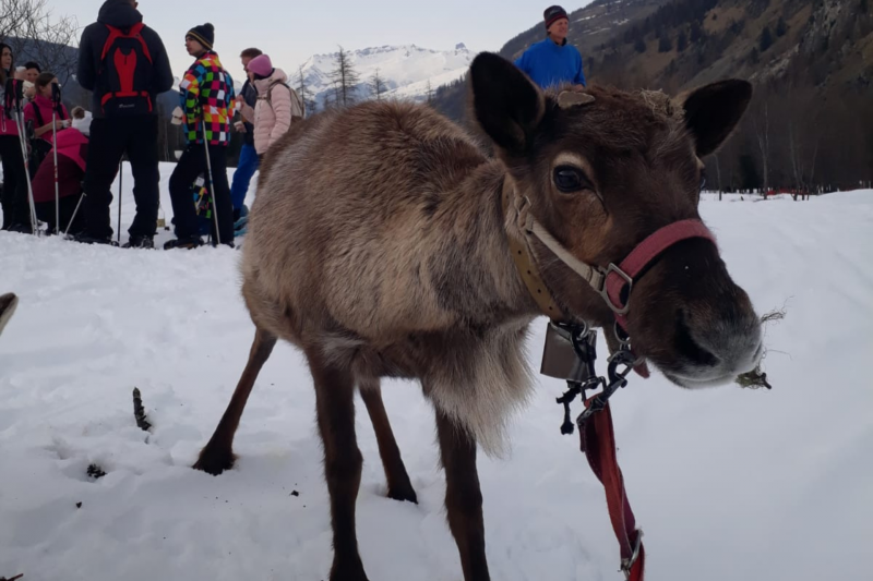 Daytime walk with the Grand Plan reindeer_Peisey-Vallandry