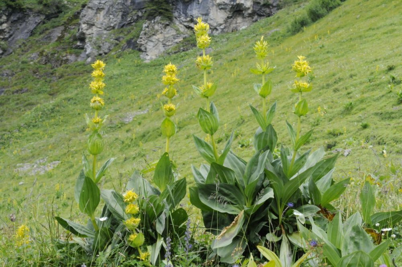 Sortie nature autour des plantes culinaires et médicinales_Peisey-Nancroix