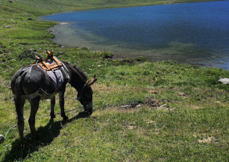 Balade en âne aux portes du Parc de la Vanoise