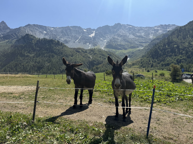Eselausflug am Rande des Vanoise-Nationalparks