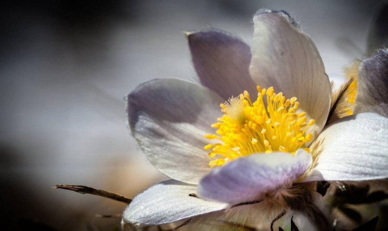 Botany Passion
