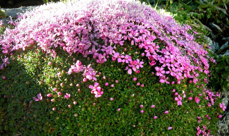 Botany Passion