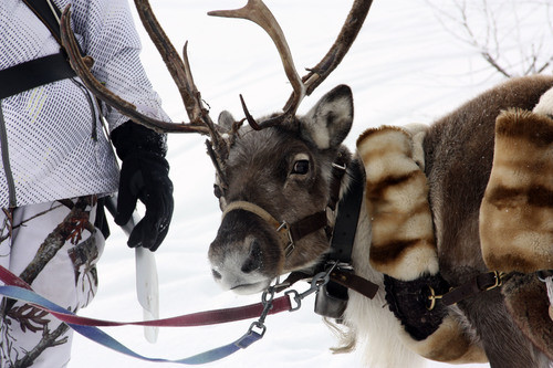 Reindeer sleigh ride - © Au Baudet Malin Reindeer sleigh ride