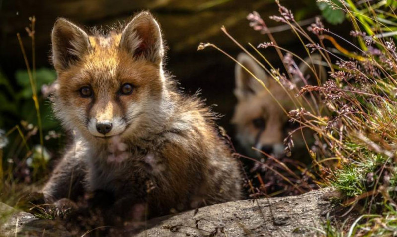 Renard - © Marie-Odile Dion Renard