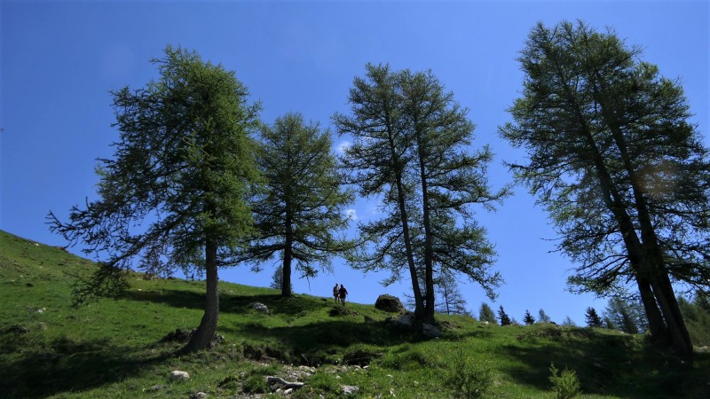 foret-rando-1-56271