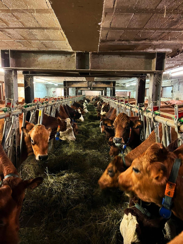 interieur-ferme-vaches-1323980