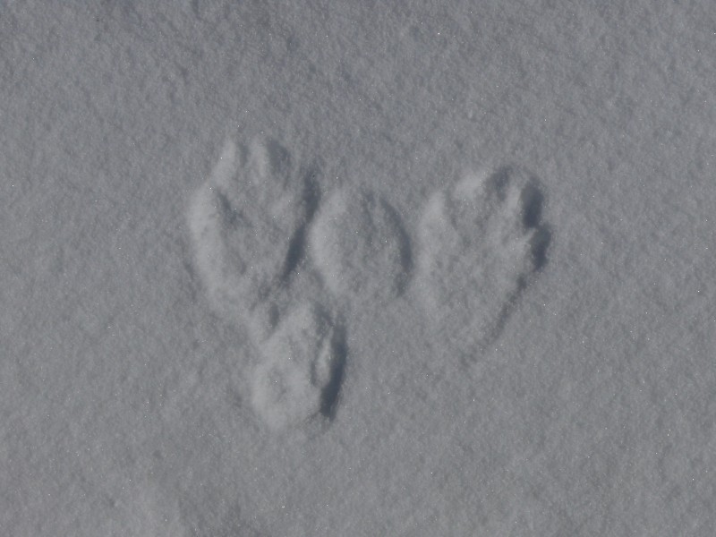 traces-d-animaux-dans-la-neige-5-mars-2015-2-61225