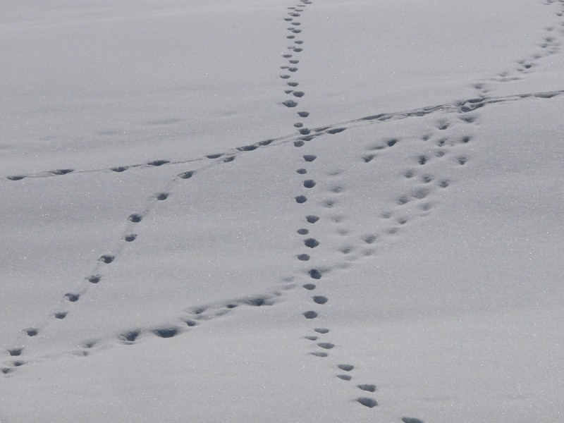 traces-d-animaux-dans-la-neige-6-mars-2015-21-61224