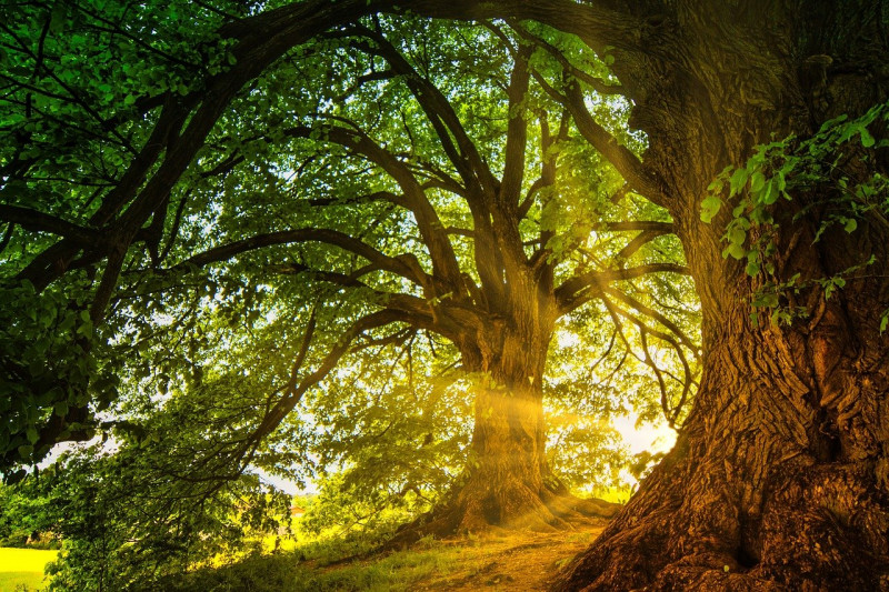 trees-8563877-1280-1175267